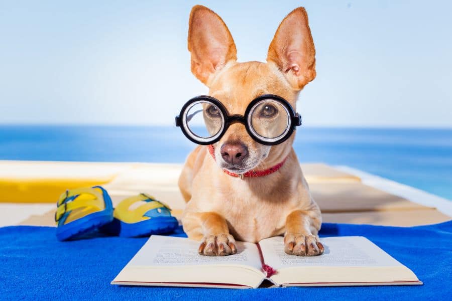 dog reading book at beach